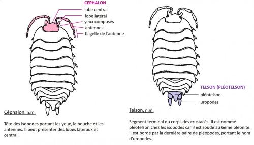 Indéterminé